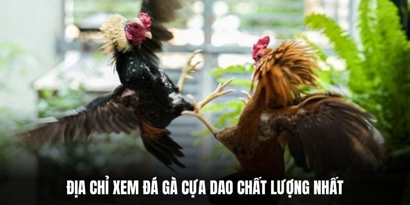 Địa chỉ xem đá gà cựa dao chất lượng nhất.