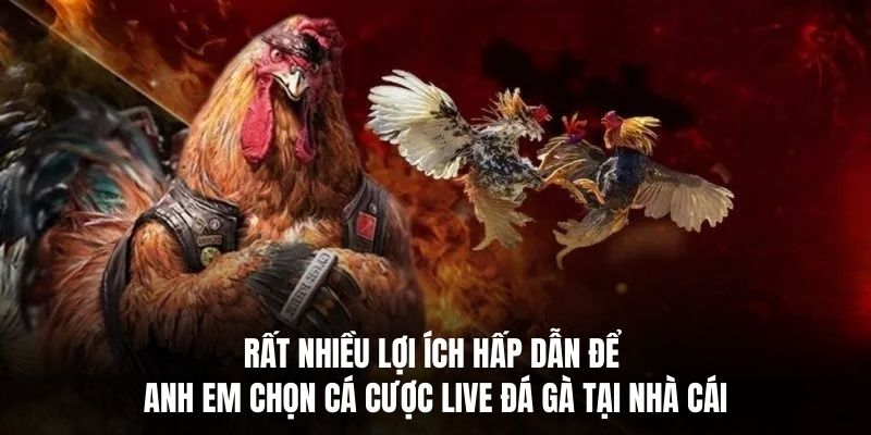 Rất nhiều lợi ích hấp dẫn để anh em chọn cá cược live đá gà tại nhà cái.